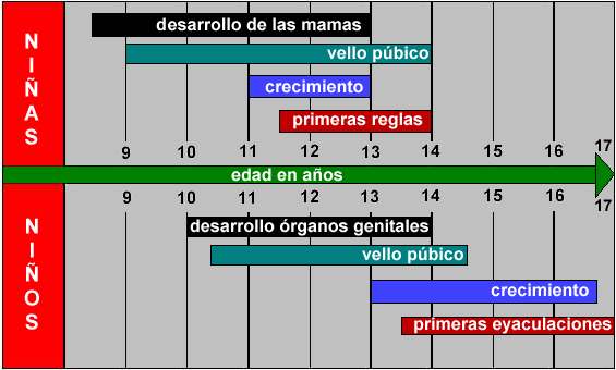 Cambios morfolgicos en la pubertad