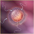 Espermatozoides fecundando a un vulo