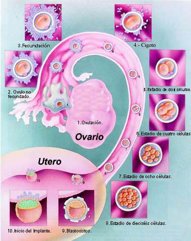 Viaje del embrin