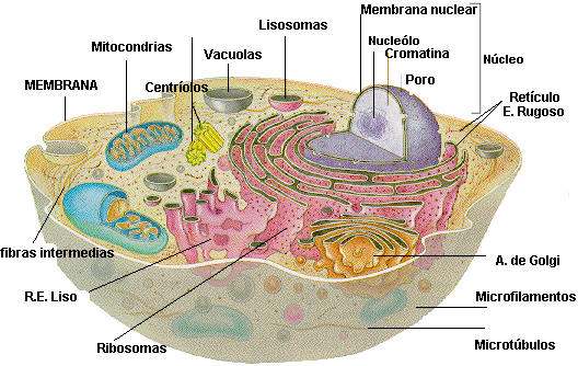 "Célula Animal"