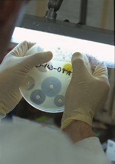 Cultivos bacterianos. Tomado de www.labtestsonline.org