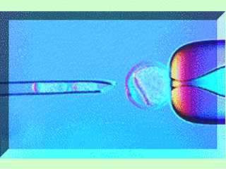 Introducción de núcleos embrionarios en células dultas.