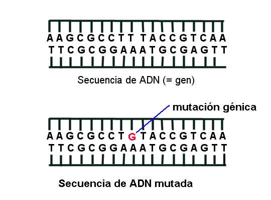 Un cambio en una sola base puede provocar mutaciones letales.