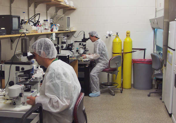 Los estudios genéticos permiten diagnosticar y tratar enfermedades antes del parto. Tomada de www.bumc.bu.edu