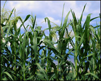 Maíz transgénico, de uso cada día más habitual. Tomada de www.whybiotech.com