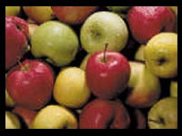 Más grandes, más resistentes y con una maduración cada vez más lenta para aguantar en las cámaras frigoríficas.