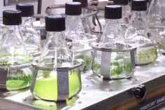 Plantas clónicas en cultivos hidropónicos -sin tierra- para servir de plantones en cultivos a gran escala. Tomada de www.ornl.gov