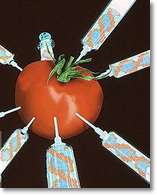 Los productos transgénicos son cada vez más habituales, y cada vez existen mayores controversias sobre su uso. Tomada de  www.bio-engine.com