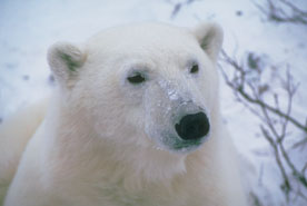 Oso polar