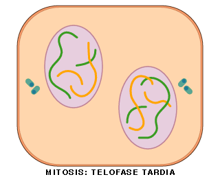 Telofase tarda