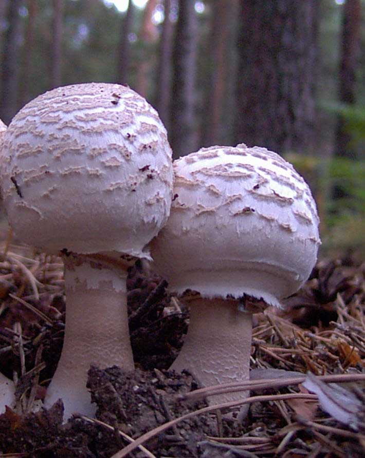 Fotografa de setas lepiotas