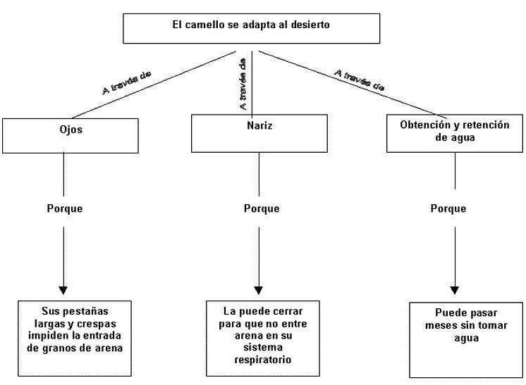 Lectura de un organizador gráfico